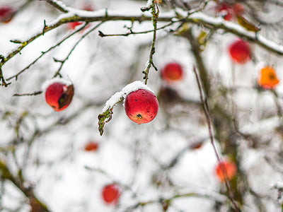EATING LOCAL, EVEN IN WINTER